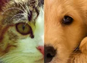 Test tes-vous plutt chien ou chat ?