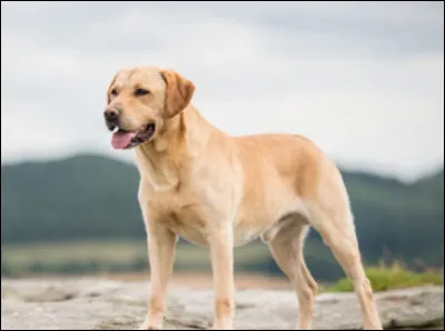 Quel poids fait environ un labrador ?