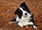 Quiz Le border collie