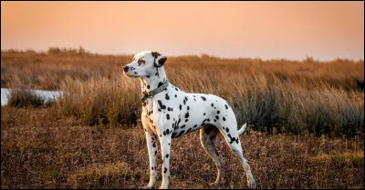 Le 29 mai 2014 marque la date de mon inscription sur ce site. J'ai alors 9 ans et après avoir testé quelques quiz, je décide de m'inscrire et de créer mon premier quiz sur les races de chiens. Le reconnaîtrez-vous ?