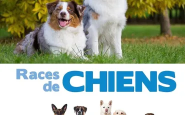 Quiz Races de chiens