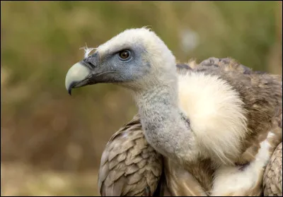 Quel est cet oiseau ?