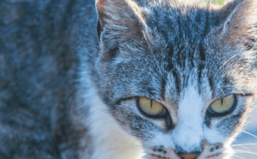 Quiz Animaux