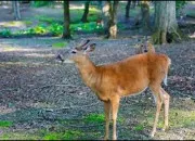 Quiz Des jeunes animaux