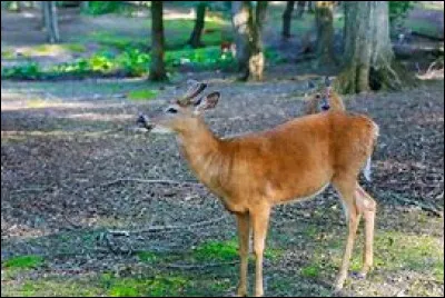 Quel est le nom du cerf âgé de six mois à un an qui n'est pas encore daguet ?