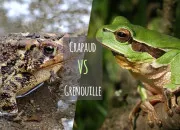 Quiz Crapaud ou Grenouille ?