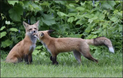 Les renards sont...