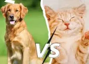 Quiz Expressions : chat ou chien ?