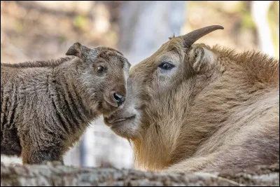 Comment se nomme cet animal ?