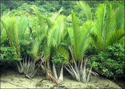 Que tire-t-on du palmier calamus rotang ?