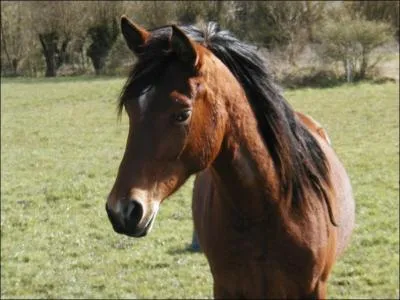 Quelle est la robe de ce cheval ?