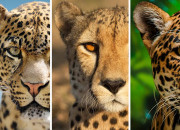 Quiz Panthre, jaguar, gupard ou lopard ?