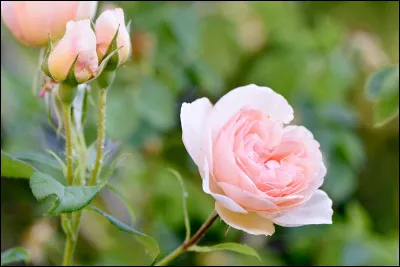 Dans le langage des fleurs, la rose rose symbolise