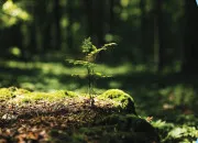 Test Respectes-tu la nature ?