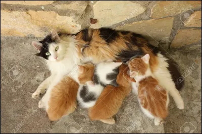 Tu es père/mère de trois chatons !