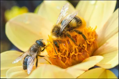 Comment se nomment les personnes qui élèvent des abeilles ?