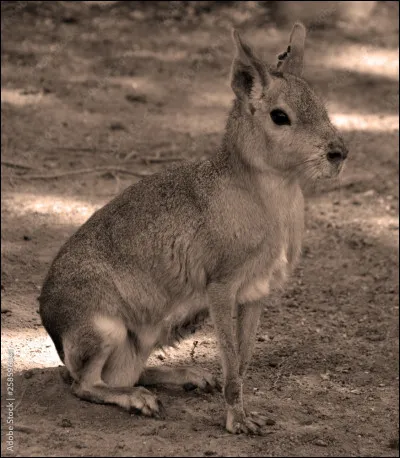 Quel est le nom de cet animal ?