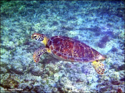 Premièrement, savez-vous en combien de groupes divise-t-on généralement les tortues ?