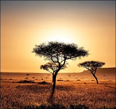 La savane fait-elle partie des paysages d'Afrique ?