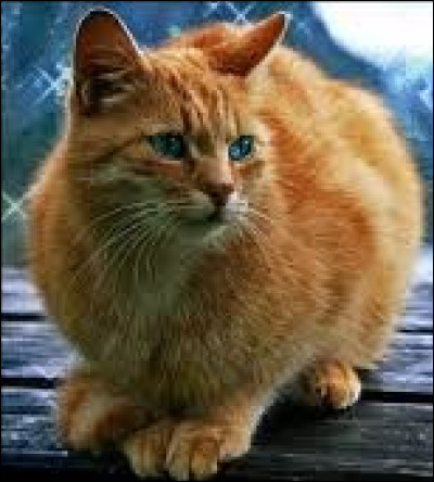 Quel est le nom de chat domestique de Nuage de Feu ?