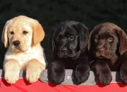 Quiz Vrai ou faux sur les labradors