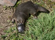 Quiz Vrai / faux sur l'ornithorynque