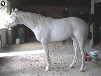 Quelle est la robe de ce cheval ?