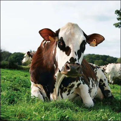 Bon, on commence facile, comment dit-on ''vache'' en anglais ?