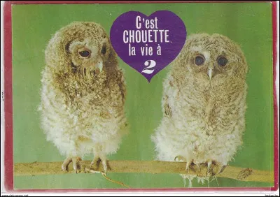 En français, que signifie "chouette" lorsqu'il est utilisé comme adjectif ?