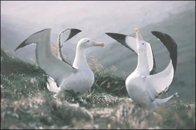 A qui doit-on le poème "L'Albatros" ?