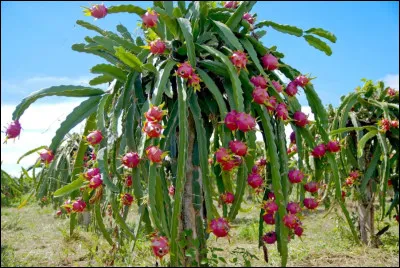 Quel est le fruit qui pousse sur cet arbre ?