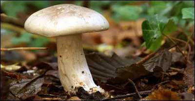 Le champignon est-il un animal, un végétal ou autre chose ?