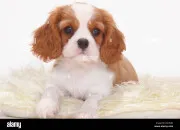 Quiz Cavalier king charles