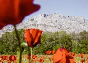 Quiz Les fleurs