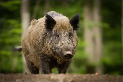 Que mange le sanglier ?