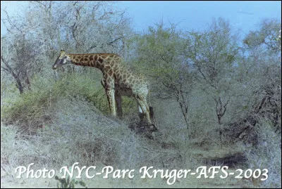 Quel est cet animal en G, un ruminant vivant dans les savanes africaines ?