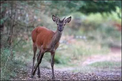 Comment appelle-t-on un jeune cerf ?