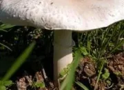 Quiz La toxicit des champignons