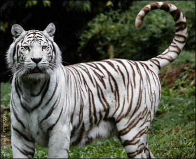 Quelle est la taille du tigre blanc ?