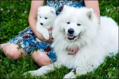 Quelle est cette race de chien ?