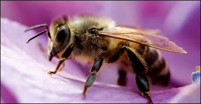 Quelle est la principale fonction des abeilles ouvrières ?