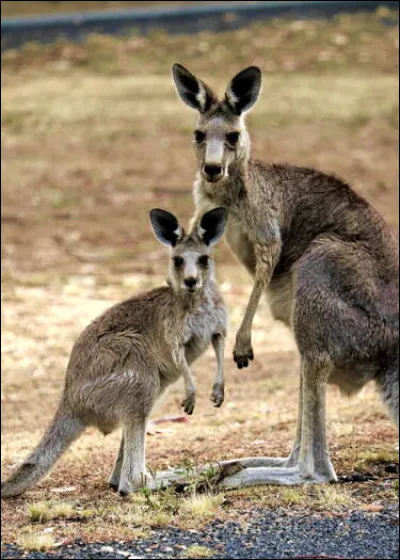 A quelle famille le kangourou appartient-il ?