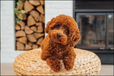 Le chien miaule. Vrai ou faux ?