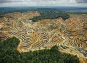 Quiz L'huile de palme, la dforestation