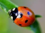 Quiz La coccinelle