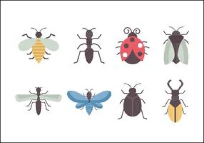 De quelle famille d'insectes la coccinelle fait-elle partie ?