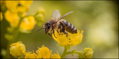 A. Abeille.
Combien dyeux ont les abeilles ?