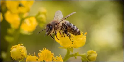 A. Abeille.
Combien dyeux ont les abeilles ?