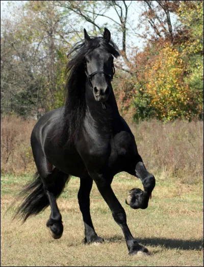 Quel type de cheval préfères-tu ?