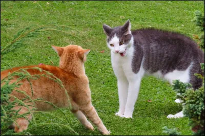 Tu es tranquillement sur ton territoire quand un chat d'un autre clan te saute dessus, que fais-tu ?